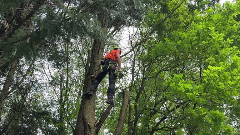 Best Hazardous Tree Removal  in Lenwood, CA